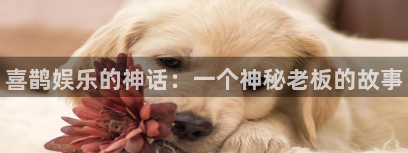 先锋娱乐体育凯捷平台招商：喜鹊娱乐的神话：一个神秘老板的故事
